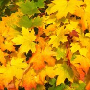 VYTVOŘTE SI SVOU VYSNĚNOU REALITU